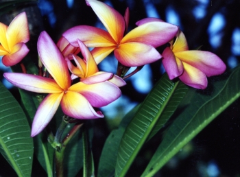 Frangipani, flower of youth